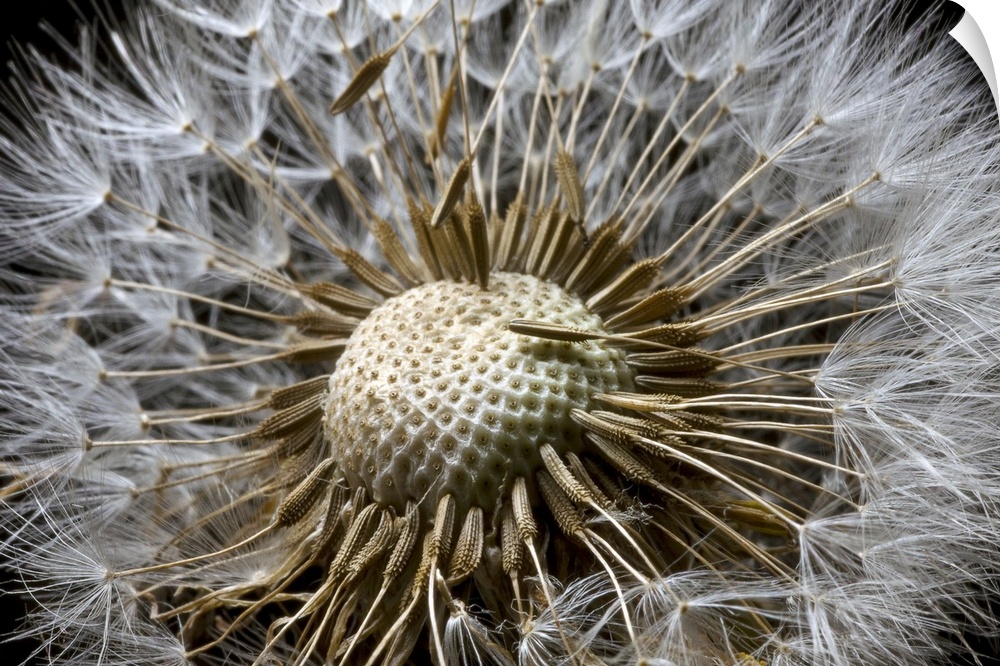 Picture taken very closely of a dandelion whose florets on the top are mostly gone.