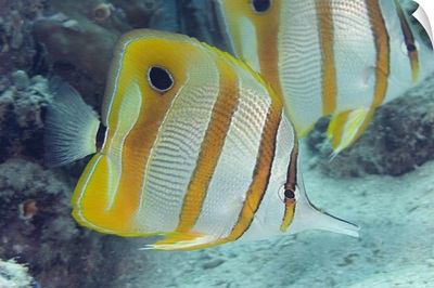 Malaysia, Beaked Butterflyfish