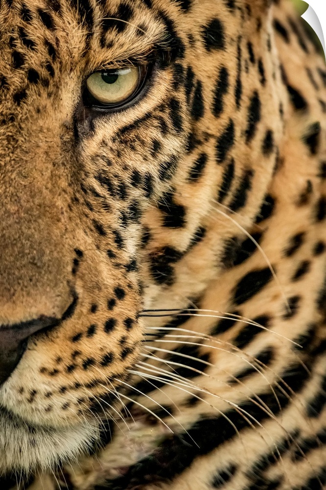 Extreme close-up of a male leopard (panthera pardus) staring at the camera. It has a brown, spotted coat, whiskers and a g...