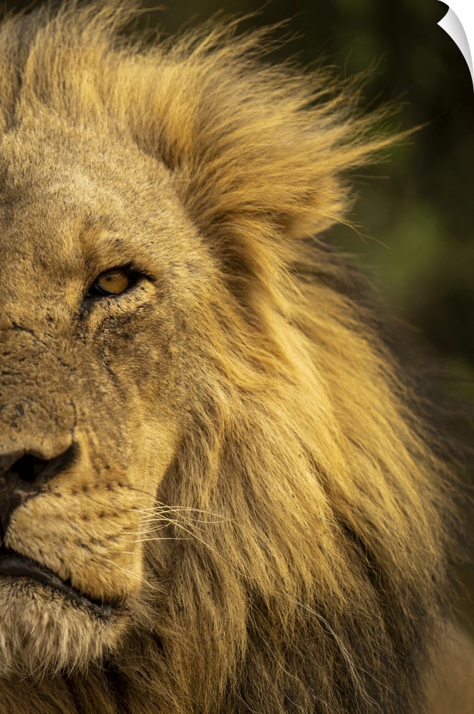 Close-up detail of half a male lion face and head, (Panthera leo) portrait, in Chobe National Park, Chobe, Botswana