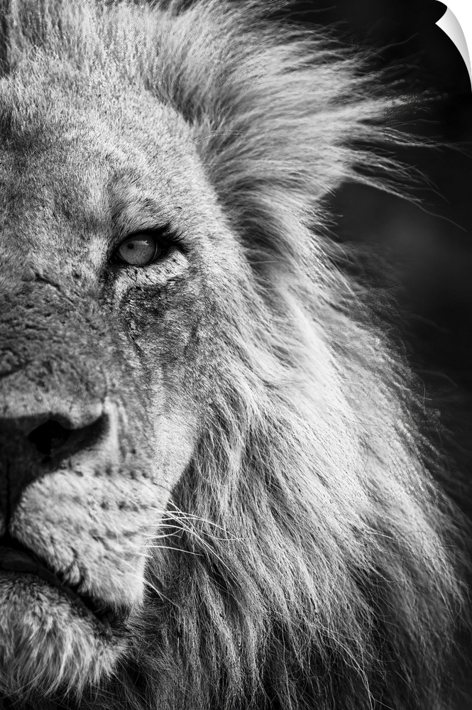 Mono, close-up detail of half of a male lion face and head, (Panthera leo) portrait, in Chobe National Park, Chobe, Botswana