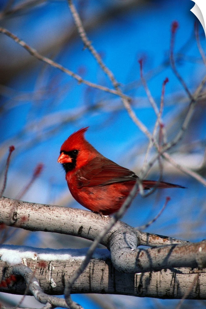 Male Northern Cardinal Bird