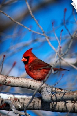 Male Northern Cardinal Bird