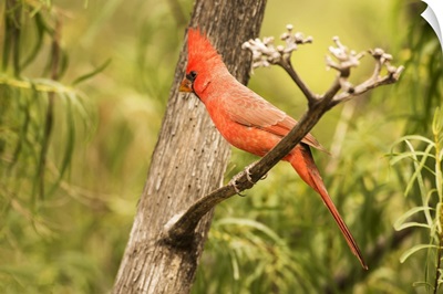 Male Northern Cardinal In The Chiricahua Mountains, Arizona, United States Of America