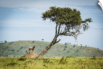 Male Topi On Termite Mound Near Tree, Klein's Camp, Serengeti National Park, Tanzania