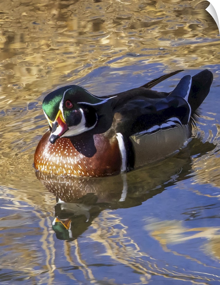 Male wood duck (aix sponsa) in water. Colorado, united states of America.