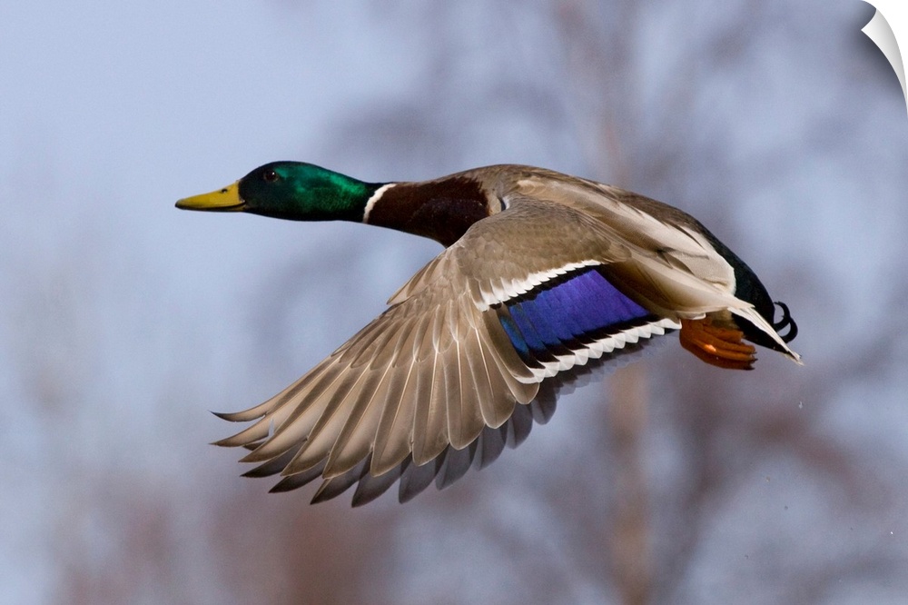 A male wild duck mid-flight in front of a blurred background of trees.