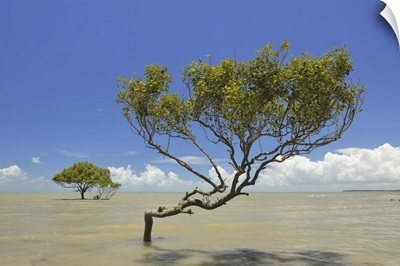 Mangrove Tree In Sea, Clairview, Isaac Region, Queensland, Australia