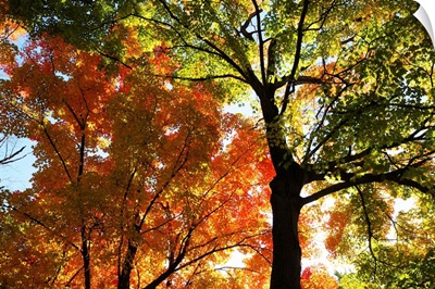 Maple trees, Acer species, with autumn foliage.; Arlington, Massachusetts.