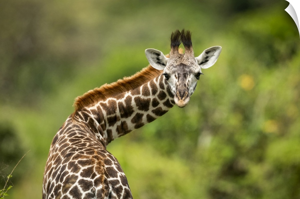 Close-up of Masai giraffe calf (Giraffa camelopardalis tippelskirchii) twisting neck, Klein's Camp, Serengeti National Par...