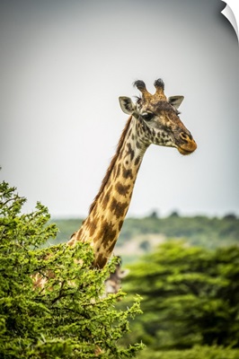 Masai Giraffe, Cottars 1920s Safari Camp, Maasai Mara National Reserve, Kenya