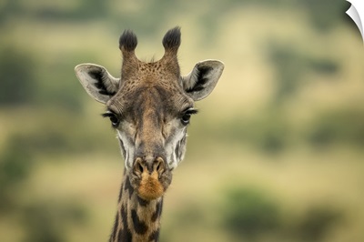 Masai Giraffe Head In Savannah, Serengeti National Park, Tanzania