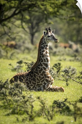 Masai Giraffe Kneeling In Grass Among Bushes, Serengeti National Park, Tanzania
