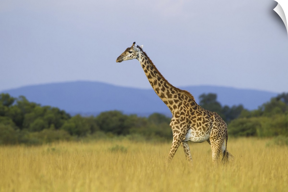 Masai giraffe (Giraffa camelopardalis tippelskirchi), female adult walking in savanna, Maasai Mara National Reserve, Kenya...