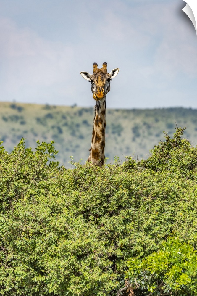 Masai giraffe (Giraffa camelopardalis tippelskirchii) peeks over bushes in savannah, Serengeti National Park; Tanzania