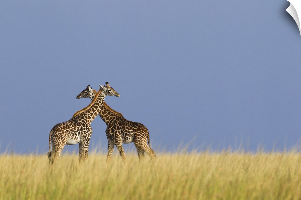 Masai Giraffes, Masai Mara National Reserve, Kenya