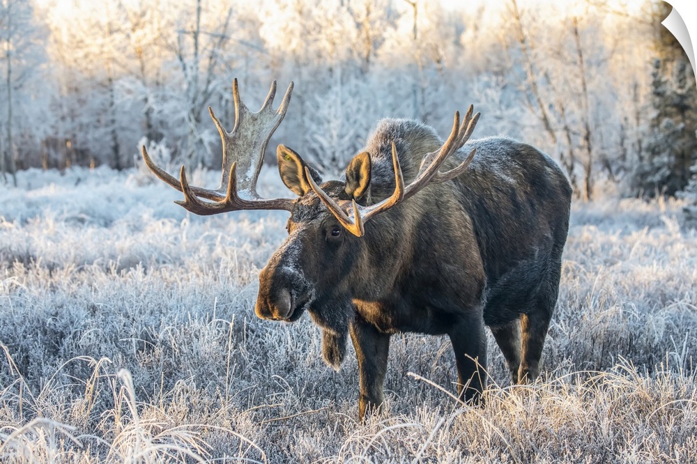 Mature bull moose (Alces alces) standing and feeding in early morning with hoar frost in in the field, South Anchorage, So...