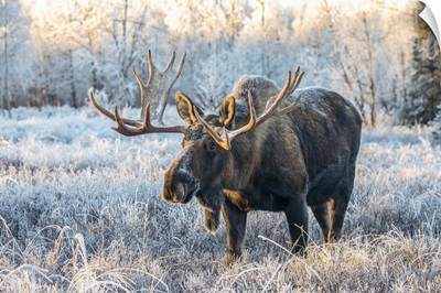 Mature Bull Moose, South Anchorage, Alaska