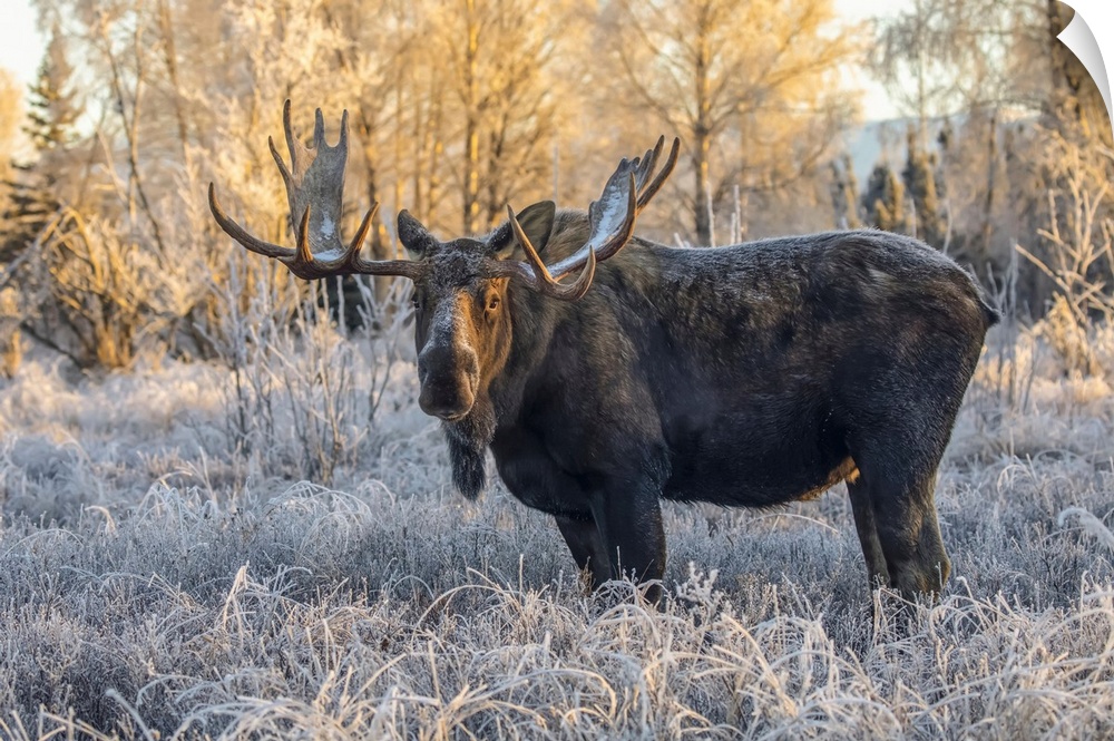 Mature bull moose (alces alces) standing and feeding in early morning with hoar frost in in the field, south anchorage, so...