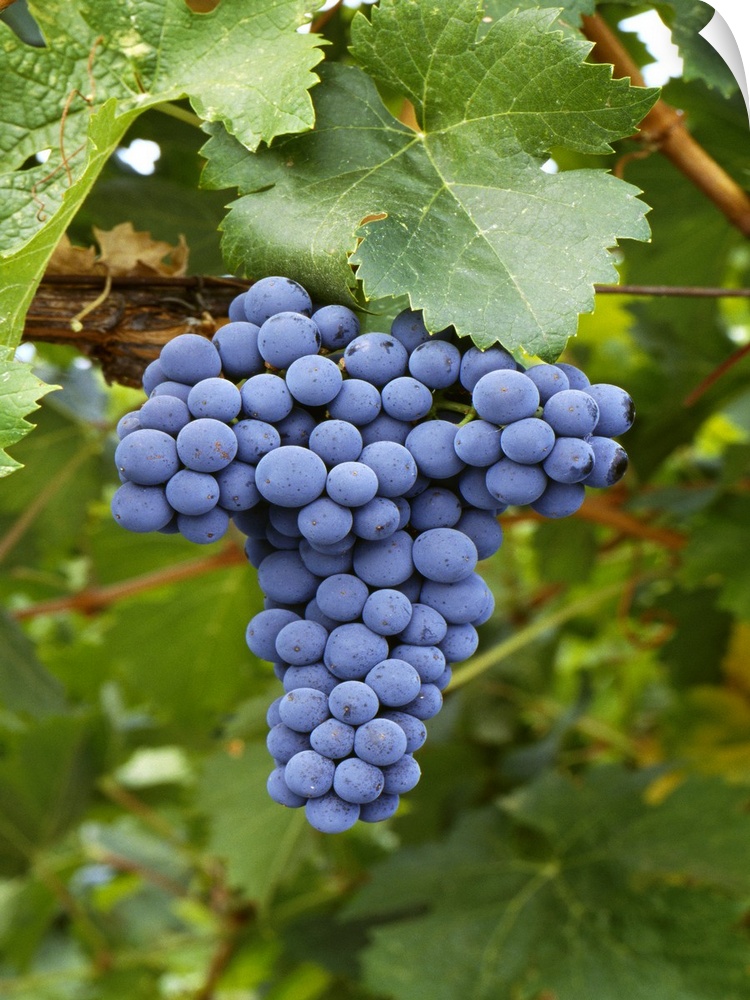 Mature Cabernet Franc wine grape cluster on the vine, Sonoma County, California