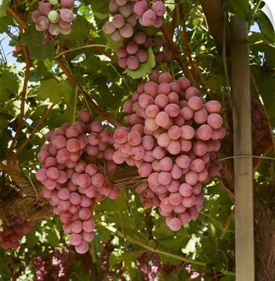 Mature Red Globe table grapes on the vine, Fresno County, California
