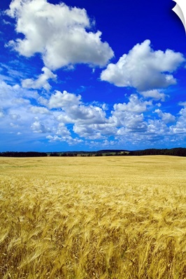 Maturing Barley Crop And Sky With Cumulus Clouds, Manitoba, Canada