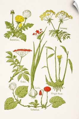 Medicinal Herbs And Plants, From Virtue's Household Physician