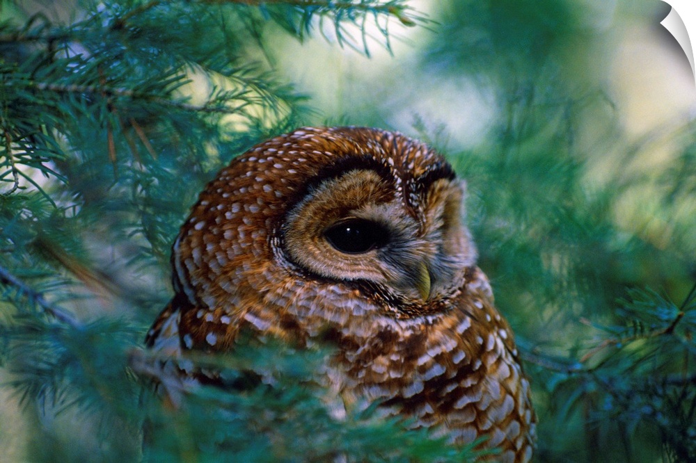 Mexican Spotted Owl In Tree