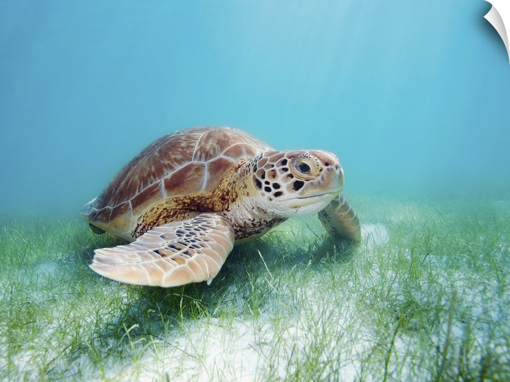 Mexico, Akumal, Green Sea Turtle (Chelonia Mydas) An Endangered Species