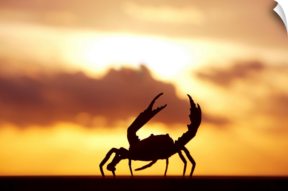 Mexico, Cabo San Lucas, Baja California Sur, Crab Walking On Railing In Sunset