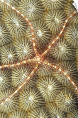 Micronesia, Brittle Star On Hard Coral
