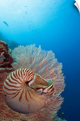 Micronesia, Palau, Chambered Nautilus (Nautilus Pompilius) Floating Among Coral