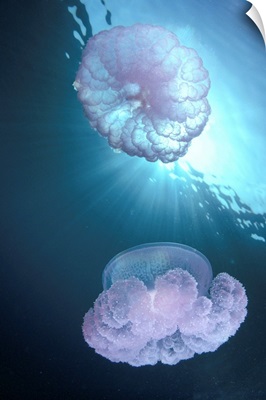 Micronesia, Truk Lagoon, Pair Of Jellyfish Near Surface