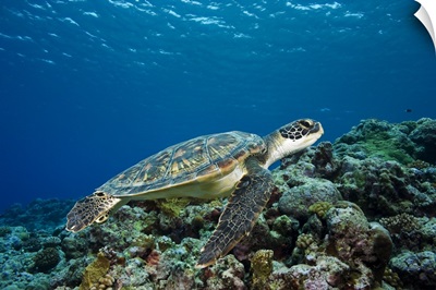 Micronesia, Yap, Green Sea Turtle (Chelonia Mydas) Over Coral Reef