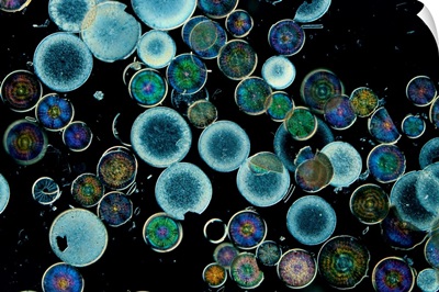 Microscopic view of diatoms.