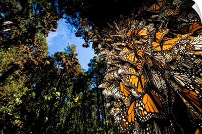 Millions Of Monarch Butterflies Cover Every Inch Of A Tree In Sierra Chincua, Mexico