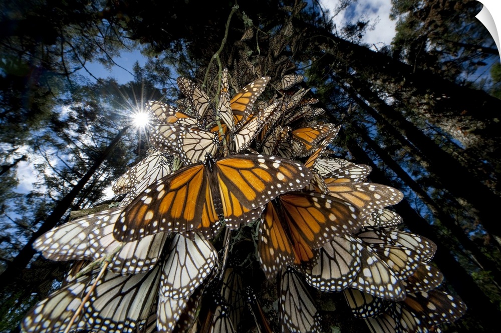 Millions of monarch butterflies (danaus plexippus) travel to winter roosts in Mexico, Sierra Chincua.