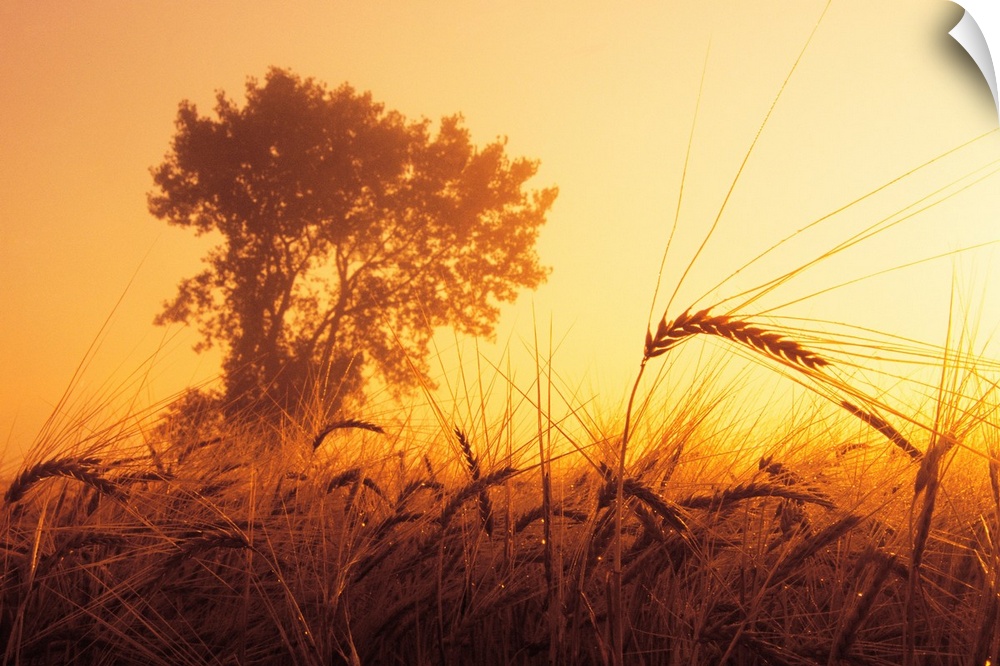 Mist In A Barley Field At Sunset, Near Carey, Manitoba, Canada
