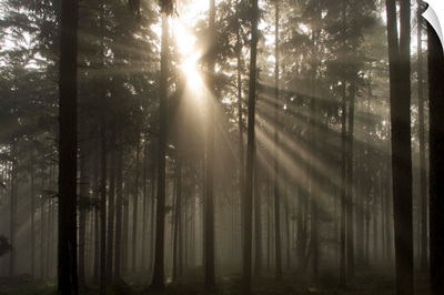 Misty Pine Forest With Sun Ray, Nibelungengau, Austria