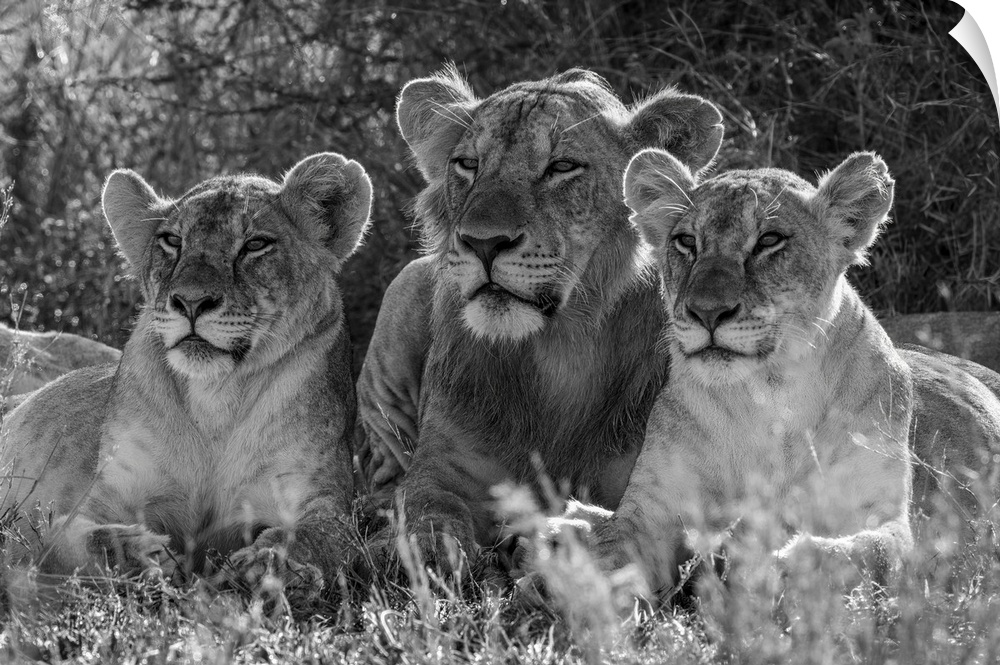 Monochromatic male Lion (Panthera Leo) lies between two females; Kenya
