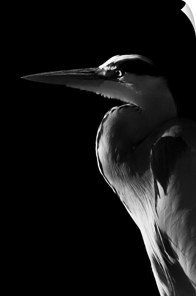 Monochrome close-up of grey heron (ardea cinerea) in profile against a black background, England.