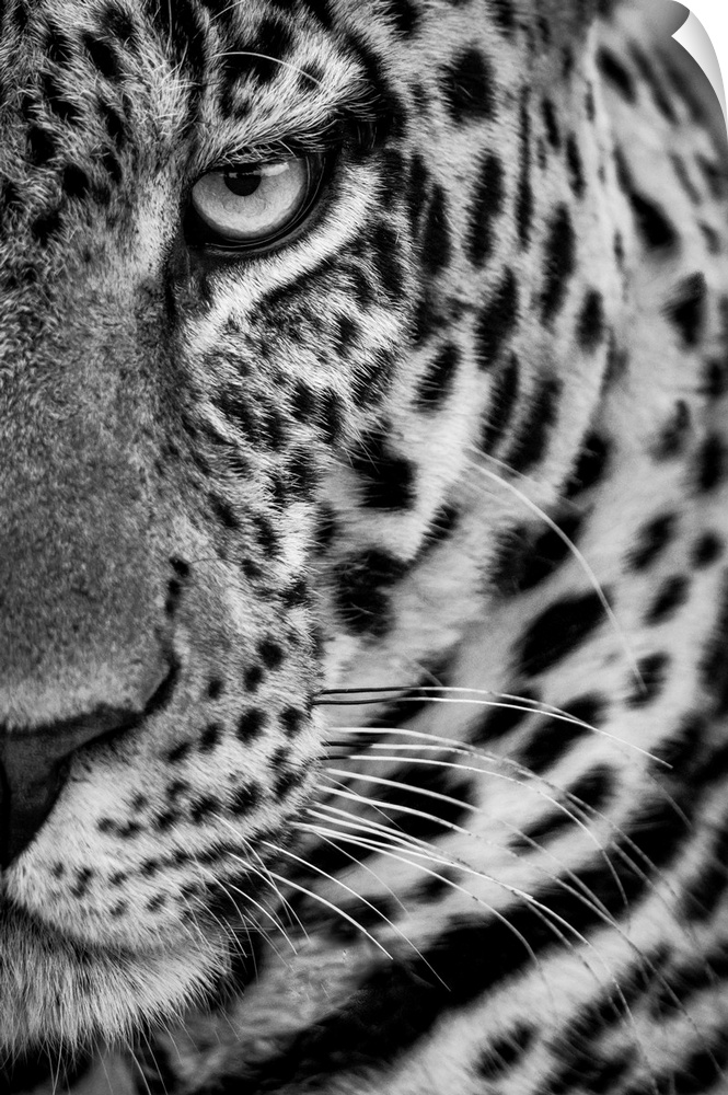Monochrome close-up of half male leopard (panthera pardus) face. Cottar's 1920s safari camp, Maasai mara national reserve,...