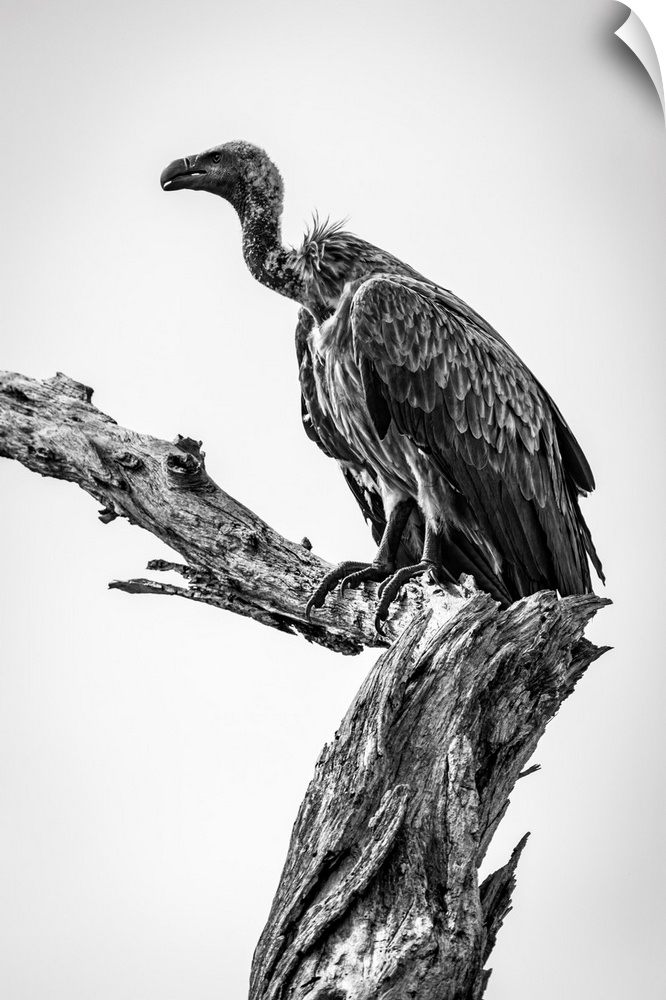 Monochrome white-backed vulture (Gyps africanus) on dead tree stump, Tarangire National Park; Tanzania