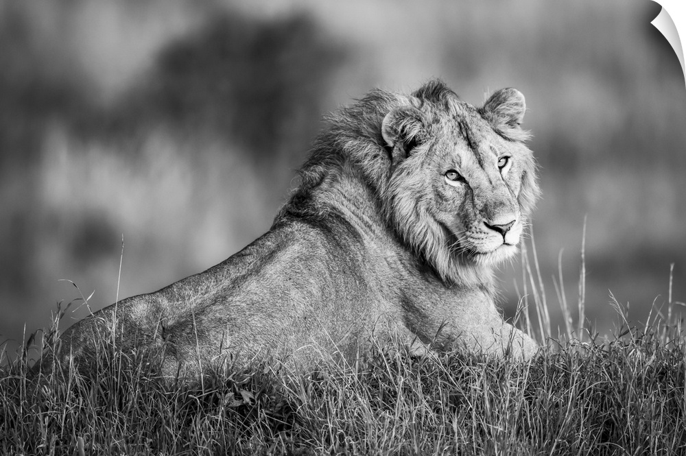 Monotone male lion (panthera leo) lies turning to camera, Serengeti, Tanzania.