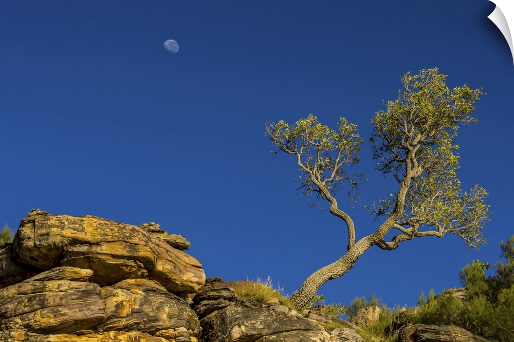 A low angle view of a moon behind a sculptured tree near the King George River in the Kimberley Region of Northwest Austra...