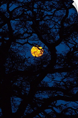 Moon Rising Behind Old Oak Tree, Hampshire, United Kingdom