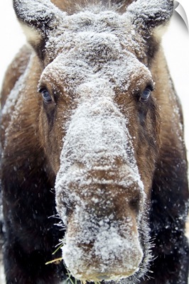 Moose (alces alces) face covered in snow, Yukon, Canada