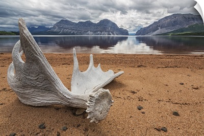 Moose Antler Laying On The Shores Of Little Doctor Lake, Northwest Territories, Canada