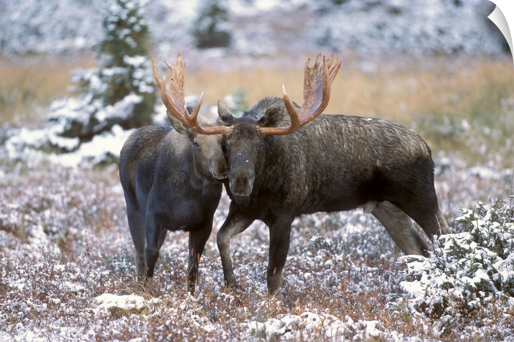 Moose Bull And Cow Rubbing Muzzles In Courtship Behavior During Rut, Powerline Pass, Chugach State Park, Chugach Mountains...