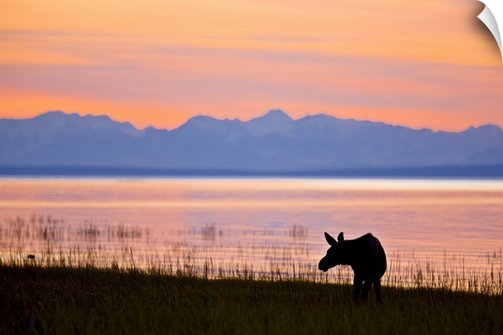 Moose calf feeding along the Tony Knowles Coastal Trail at sunset during Summer in Anchorage, Southcentral Alaska